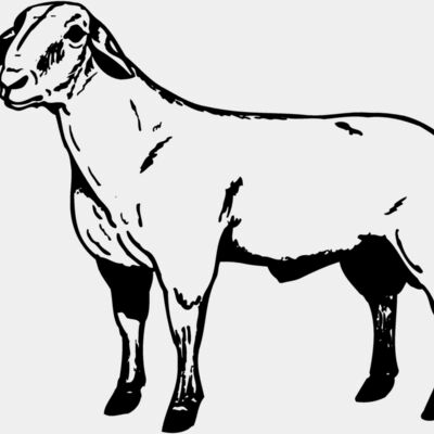 SHEEP008 Thumbnail