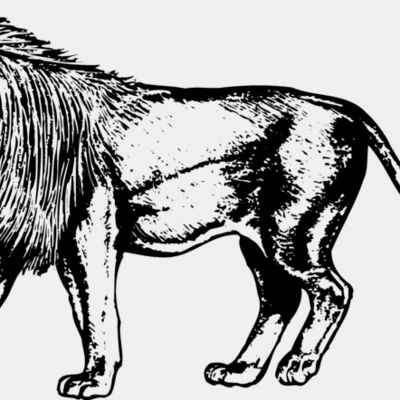 LION003 Thumbnail