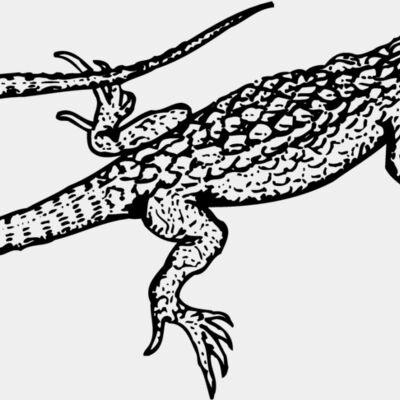 LIZARD01 Thumbnail