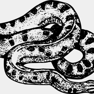 SNAKE010 Thumbnail