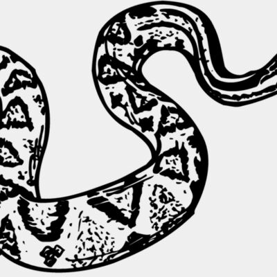 SNAKE011 Thumbnail