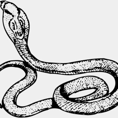 SNAKE014 Thumbnail