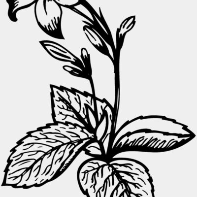 FLOWER06 Thumbnail