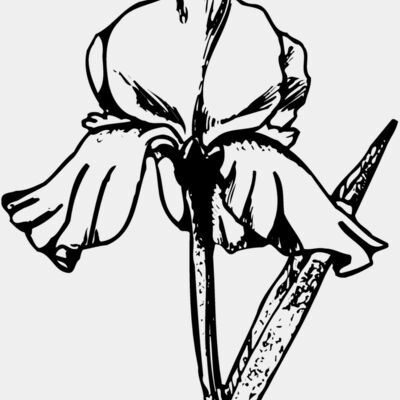 FLOWER11 Thumbnail