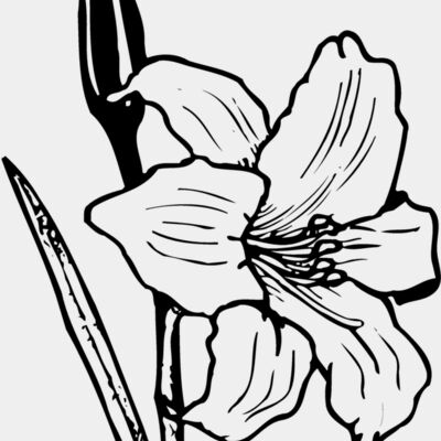 FLOWER12 Thumbnail