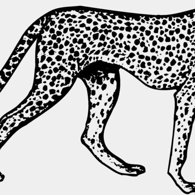 Cheetahs Thumbnail