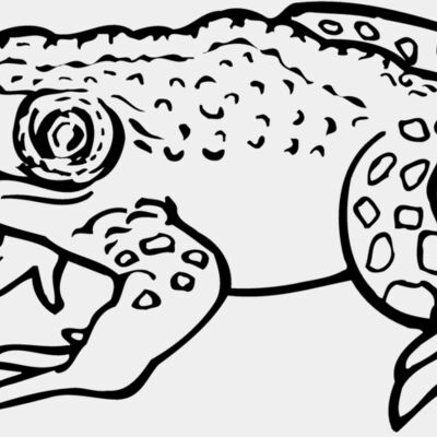 Amphibians Thumbnail