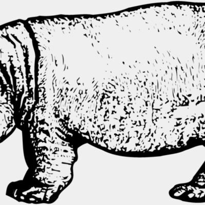 Hippo Thumbnail