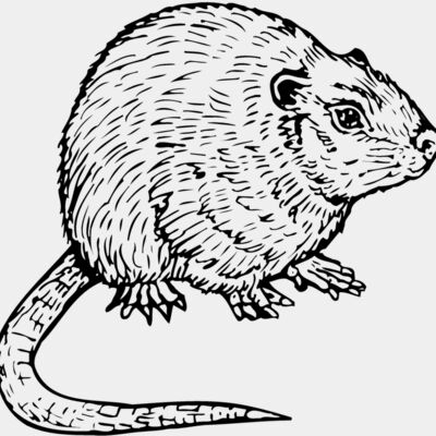 Mice Thumbnail