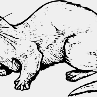 Otter Thumbnail