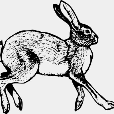 Rabbit Thumbnail